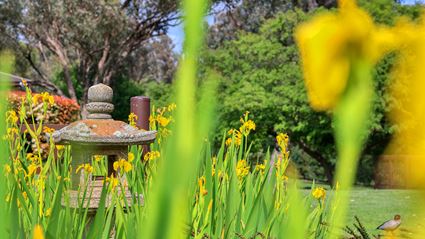 Japanese Garden - Cowra 